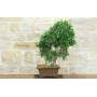 4 - Bonsai di Ficus Retusa (176)
