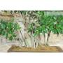 5 - Bonsai di Ficus Retusa (176)
