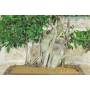 6 - Bonsai di Ficus Retusa (176)