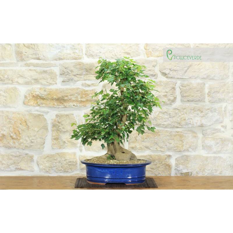 groupon bonsai BONSAI main image 1