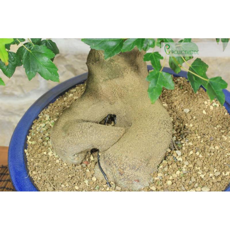Dreizack-Ahorn Bonsai (29) | 420,00  | Pollice Verde
