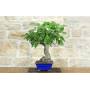 2 - Bonsai di Fico (85)