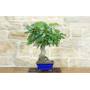 4 - Bonsai di Fico (85)