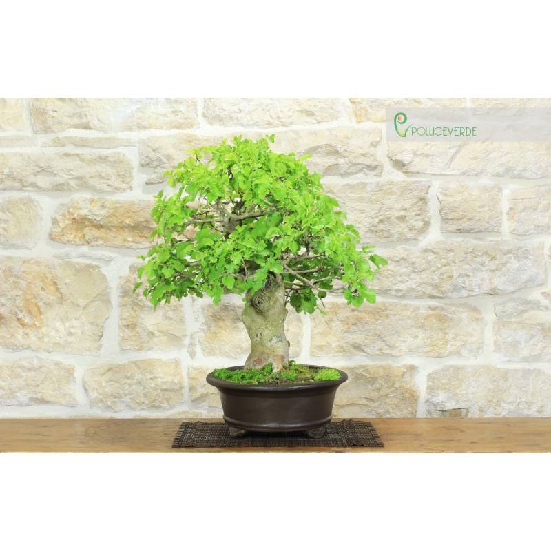 money tree com Money Tree Plant | Tropical Indoor Plants & Houseplants for Delivery