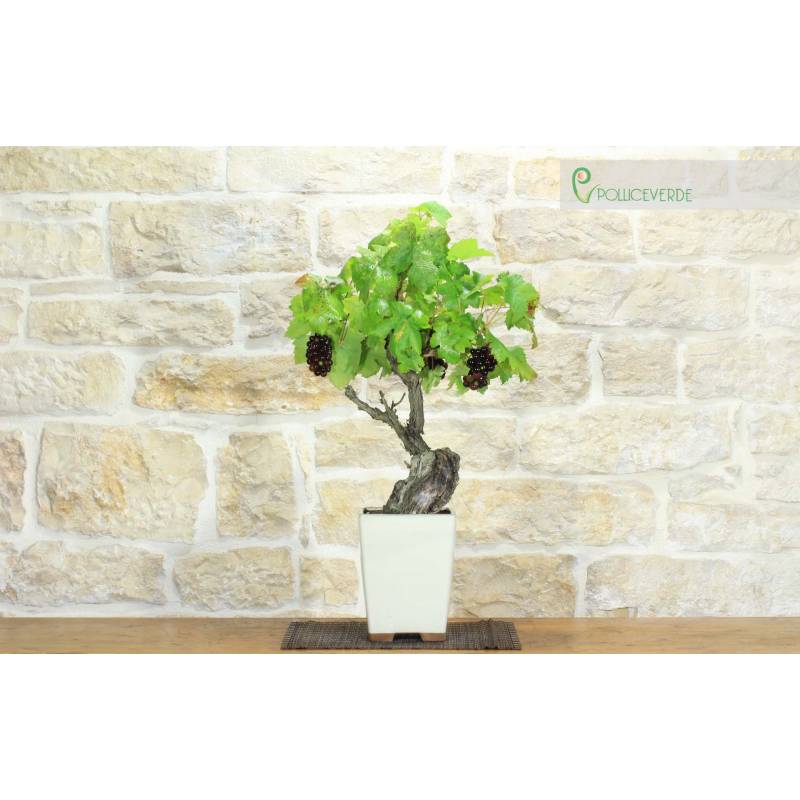 fagus sylvatica 150/175 Rotbuche / gemeine Buche (Fagus sylvatica) | 150-175 cm Wurzelware