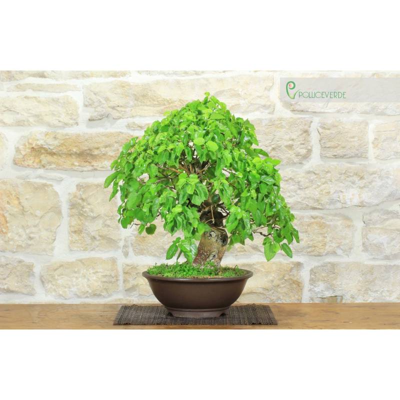 lego bonsai tree 10281 Bonsai tree 10281  Noble Nostalgics