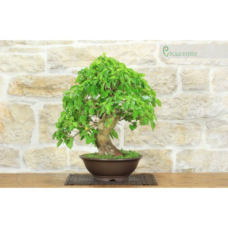 real bonsai tree for sale Gorgeous Juniper Bonsai