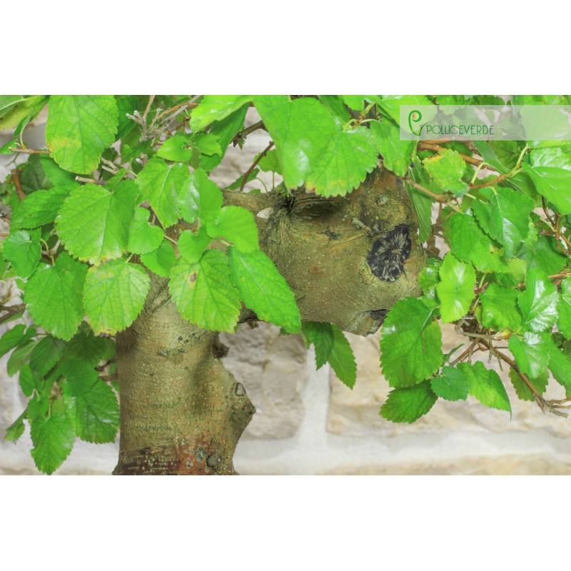 Weier Maulbeerbaum Bonsai (69) | 280,00  | Pollice Verde