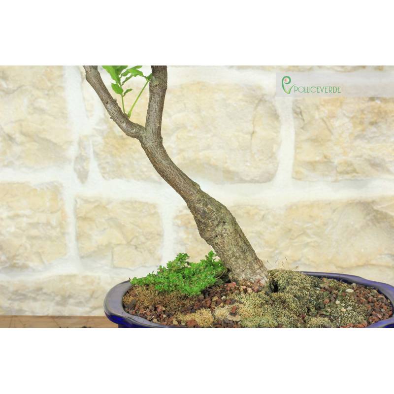how to grow a bonsai plant Grow Your Own Bonsai Tree Kit