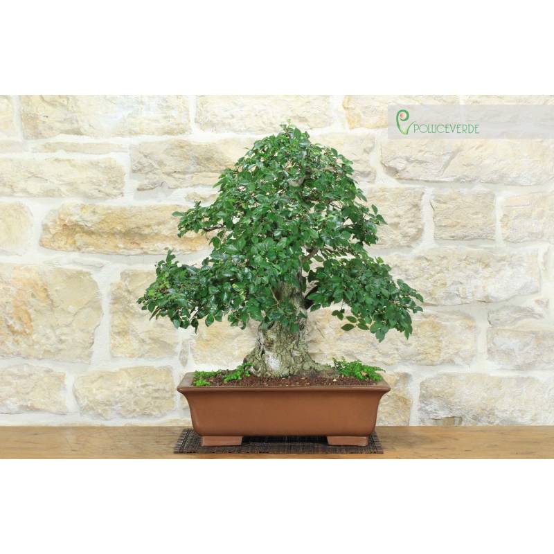 Feldulme Bonsai (56) | 480,00  | Pollice Verde