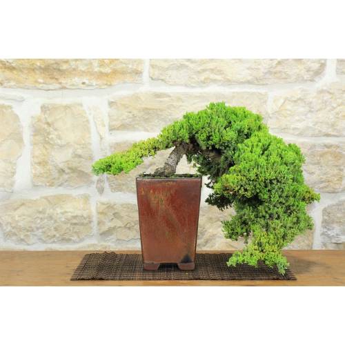 1 - Bonsai di Ginepro Procumbens (21)