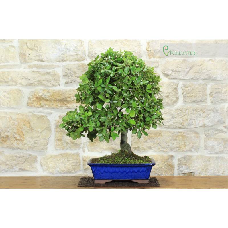 dipladenia bonsai Opal Orange Sunrise Vining Mandevilla, Dipladenia, Plant – Magic Valley  Gardens