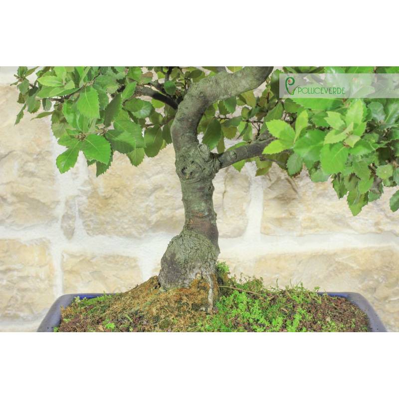 grow bonsai from seeds Bonsai Growing Kit, 4 Varieties with Seeds, Pots & Tools