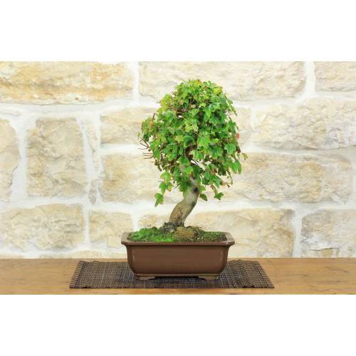 1 - Bonsaï en érable trident (30)