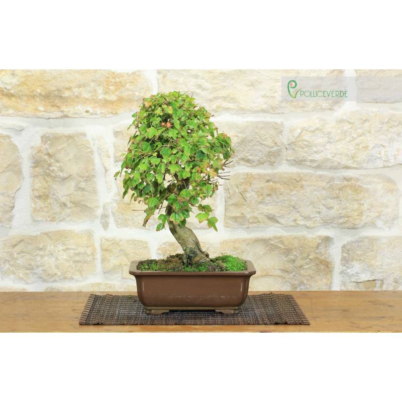 Dreizack-Ahorn Bonsai (30) | 160,00  | Pollice Verde