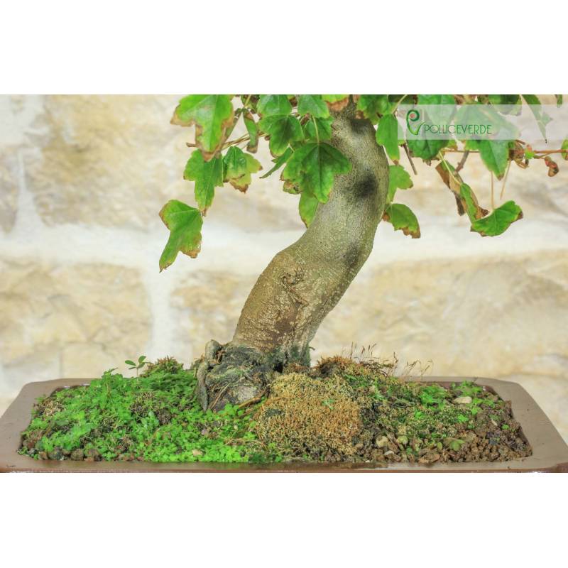indoor ficus bonsai Ficus Bonsai Kokedama main image 0