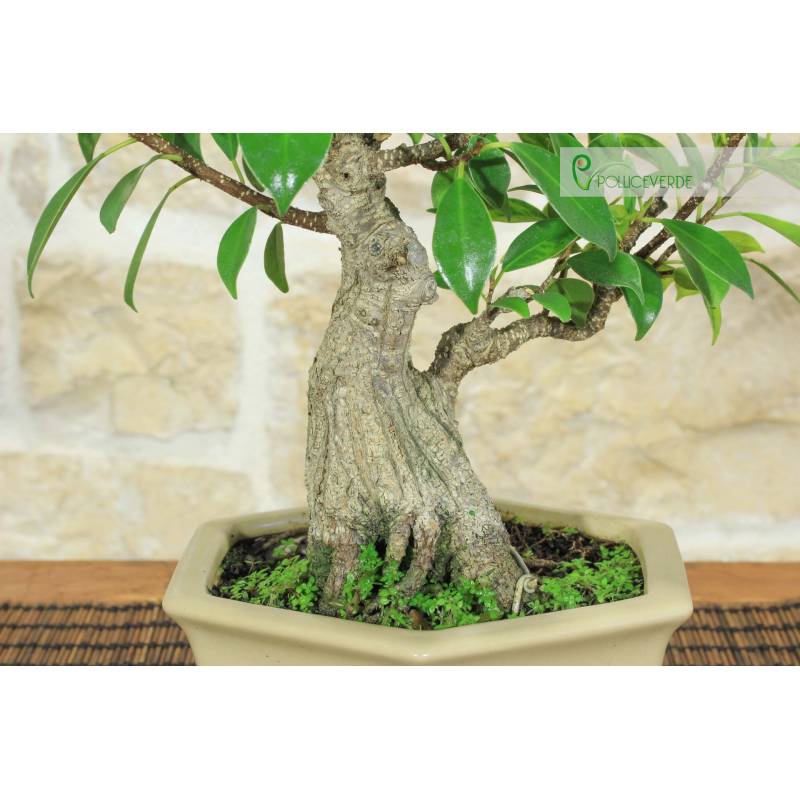 bonsai arduino Avergo Bonsai Starter Kit – Growing Jacaranda Bonzai Tree