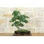 1 - Bonsai di Olmo Cinese (153)