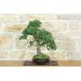 2 - Bonsai di Olmo Cinese (153)