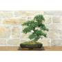 3 - Bonsai di Olmo Cinese (153)
