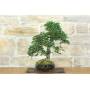 4 - Bonsai di Olmo Cinese (153)