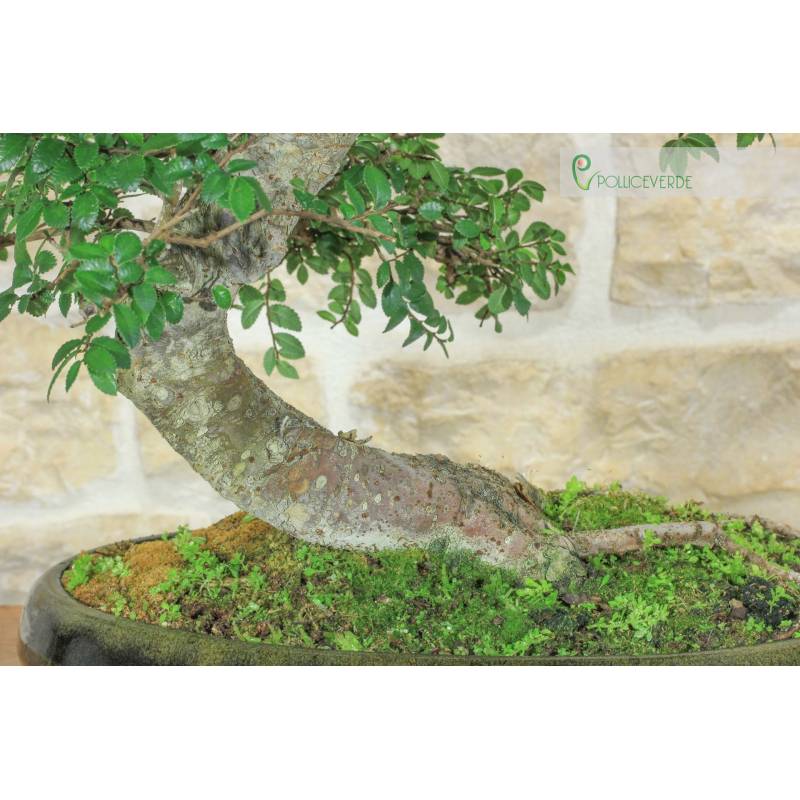 Chinesische Ulme Bonsai (153) | 160,00  | Pollice Verde