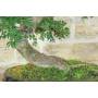5 - Bonsai di Olmo Cinese (153)