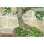 6 - Bonsai di Olmo Cinese (153)