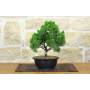 1 - Prebonsai di Ginepro Kishu (11)