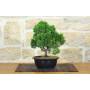 2 - Prebonsai di Ginepro Kishu (11)