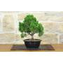 3 - Prebonsai di Ginepro Kishu (11)