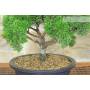 5 - Prebonsai di Ginepro Kishu (11)