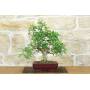 1 - Mastic tree bonsai (71)