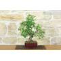 2 - Bonsai di Lentisco (71)