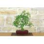 3 - Mastic tree bonsai (71)