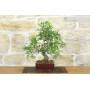 4 - Bonsai di Lentisco (71)