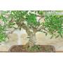 5 - Mastic tree bonsai (71)
