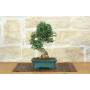 1 - Bonsai di Olivastro (273)