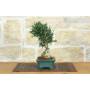 2 - Bonsai di Olivastro (273)