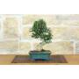 3 - Bonsai di Olivastro (273)