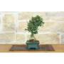 4 - Bonsai di Olivastro (273)