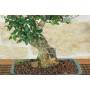 5 - Bonsai di Olivastro (273)
