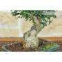 6 - Bonsai di Olivastro (273)