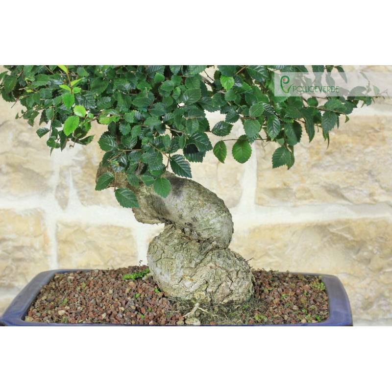 Feldulme Bonsai (58) | 290,00  | Pollice Verde