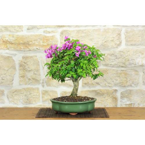 1 - Bougainvillea Sanderiana Bonsai (128)