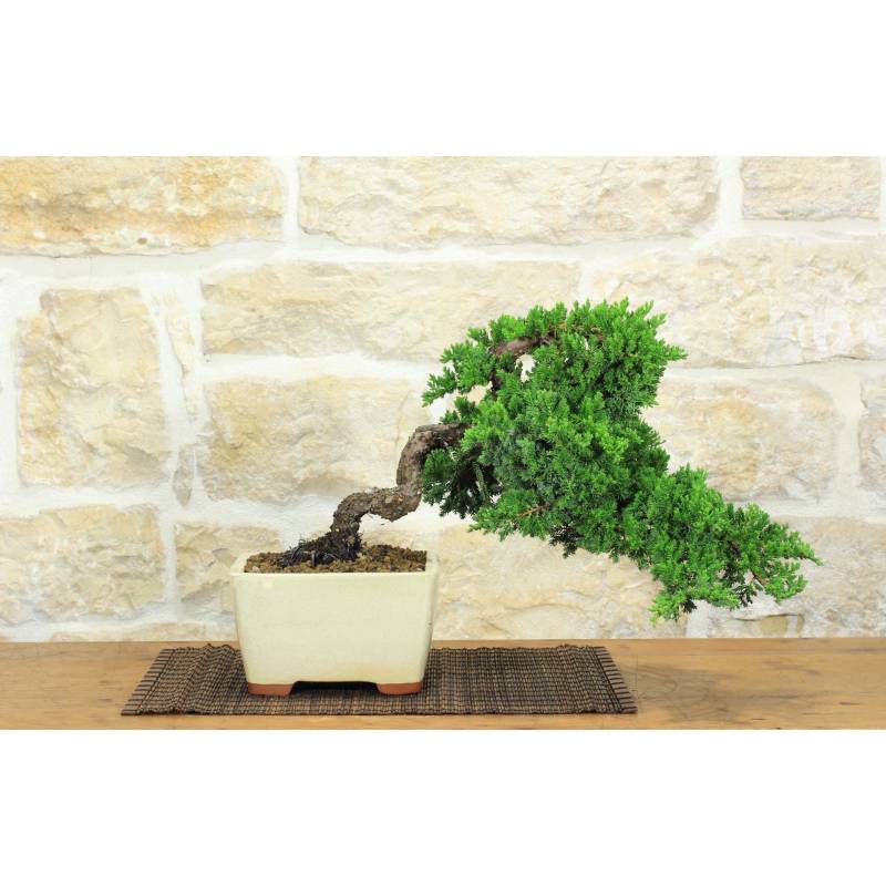 Juniperus procumbens bonsai (22) - Pollice Verde Store - Centro Bonsai