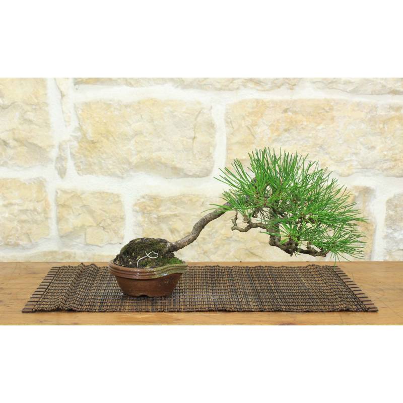 Bonsaï de pin noir Thunbergii (82) - Pollice Verde Store - Centro Bonsai