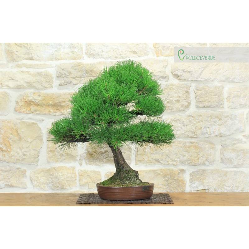 bonsai basil Bonsai Basil Seeds