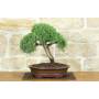 1 - Bonsai di Rosmarino (59)