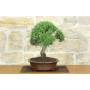 2 - Bonsai di Rosmarino (59)